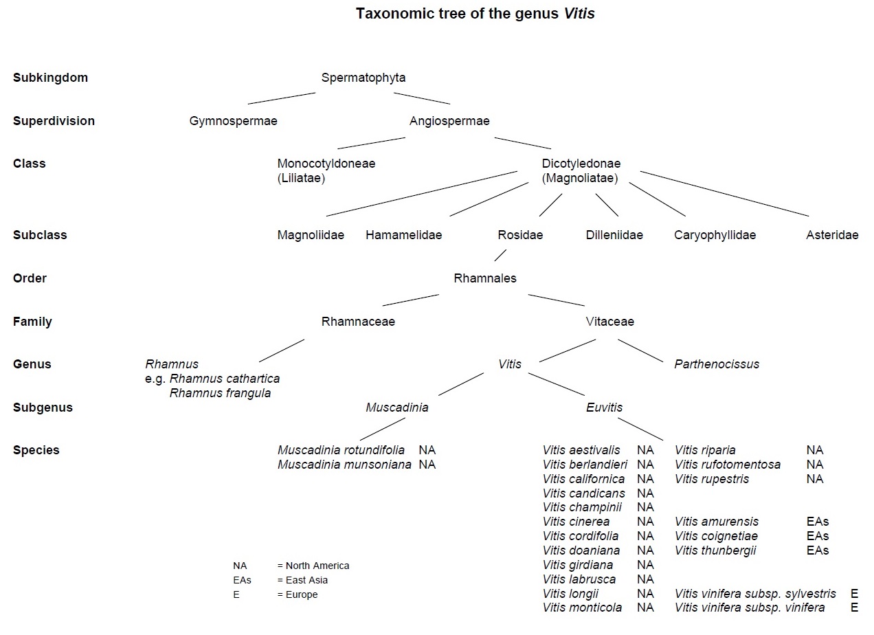 Taxonomic tree